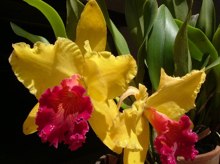 DSCF0113